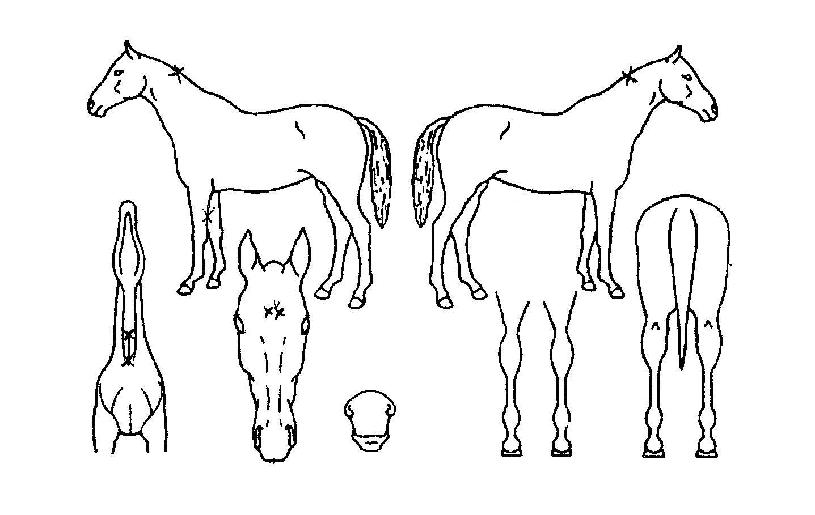 ±Ýºû¸¸³²ÀÇ Ãø¸é,¿ì¸é,µÞ¸é,µÎ»ó,´Ù¸®ÀÇ Æ¯Â¡µµÇØ