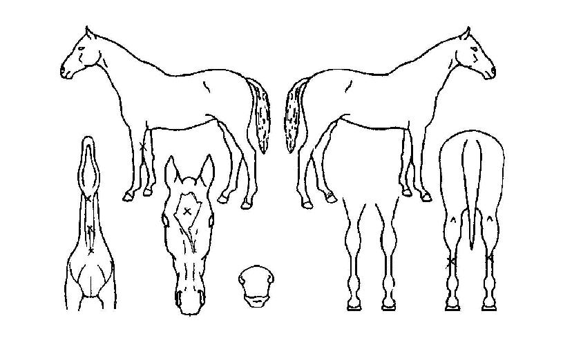 ���ξ��� ����,���,�޸�,�λ�,�ٸ��� Ư¡����