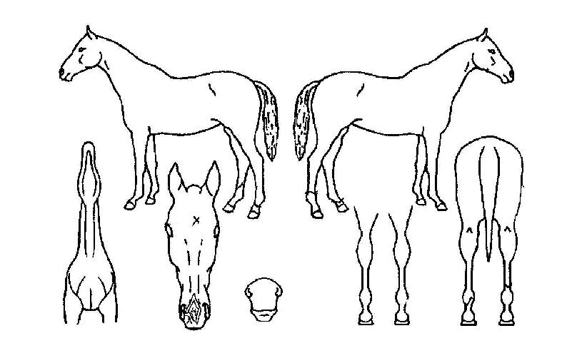 ����Ʈ������ ����,���,�޸�,�λ�,�ٸ��� Ư¡����