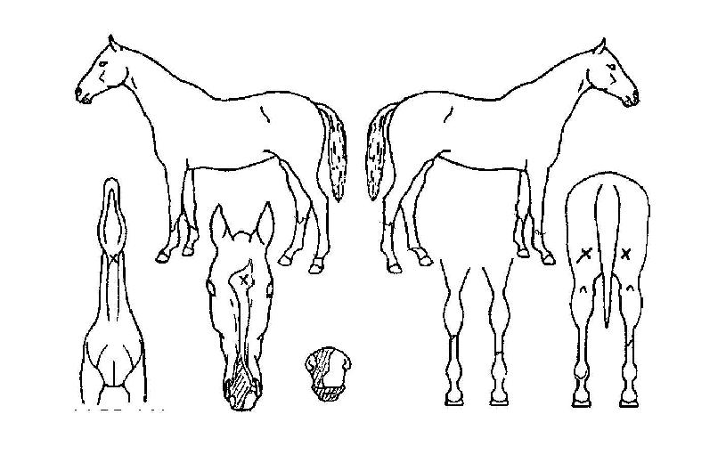 ������������ ����,���,�޸�,�λ�,�ٸ��� Ư¡����