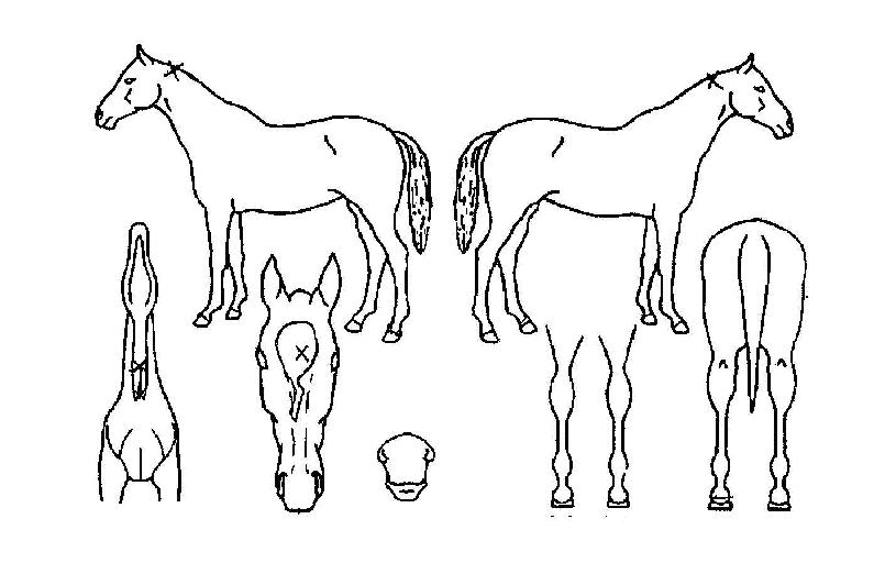 Àå»ê°ù¸ÅÀÇ Ãø¸é,¿ì¸é,µÞ¸é,µÎ»ó,´Ù¸®ÀÇ Æ¯Â¡µµÇØ