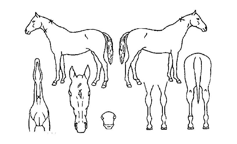 ���������� ����,���,�޸�,�λ�,�ٸ��� Ư¡����