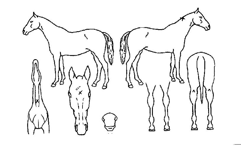 ¼¸ÓºôÀÇ Ãø¸é,¿ì¸é,µÞ¸é,µÎ»ó,´Ù¸®ÀÇ Æ¯Â¡µµÇØ