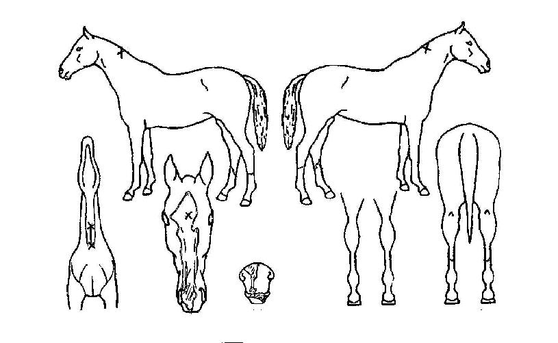 ����è�Ǿ��� ����,���,�޸�,�λ�,�ٸ��� Ư¡����