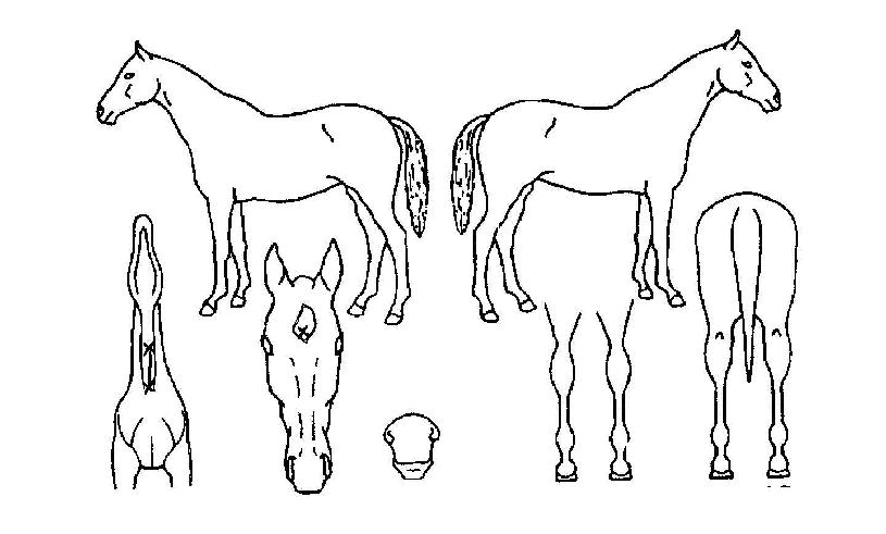 ����ǳ�� ����,���,�޸�,�λ�,�ٸ��� Ư¡����