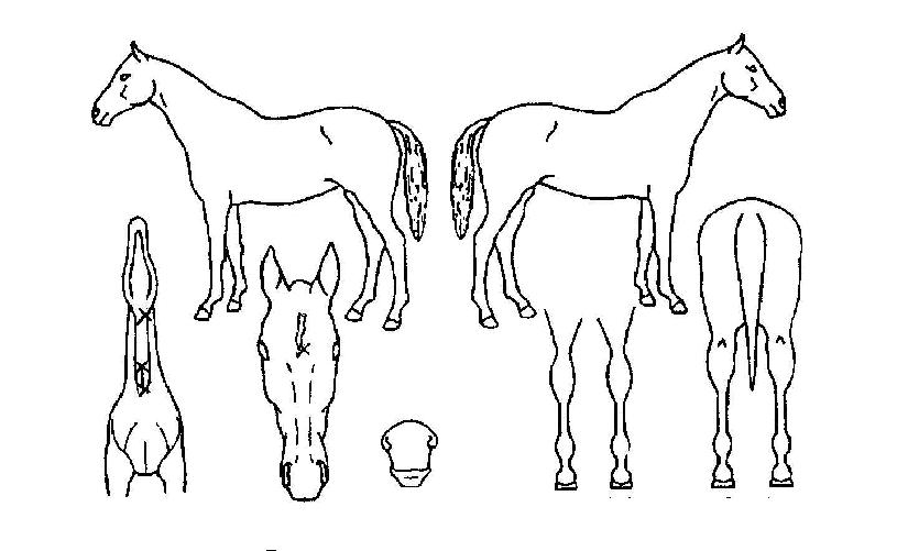 ���������� ����,���,�޸�,�λ�,�ٸ��� Ư¡����