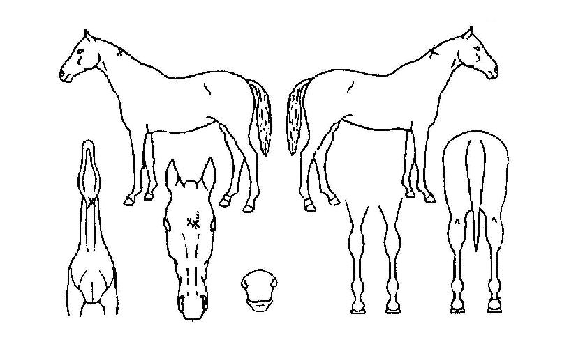 �������� ����,���,�޸�,�λ�,�ٸ��� Ư¡����