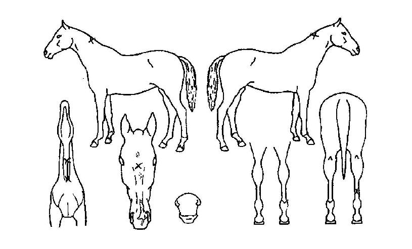 ´Ù¶û½ÃÀÇ Ãø¸é,¿ì¸é,µÞ¸é,µÎ»ó,´Ù¸®ÀÇ Æ¯Â¡µµÇØ