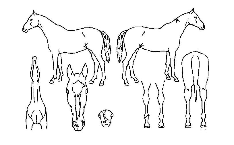 ��ġ�� ����,���,�޸�,�λ�,�ٸ��� Ư¡����