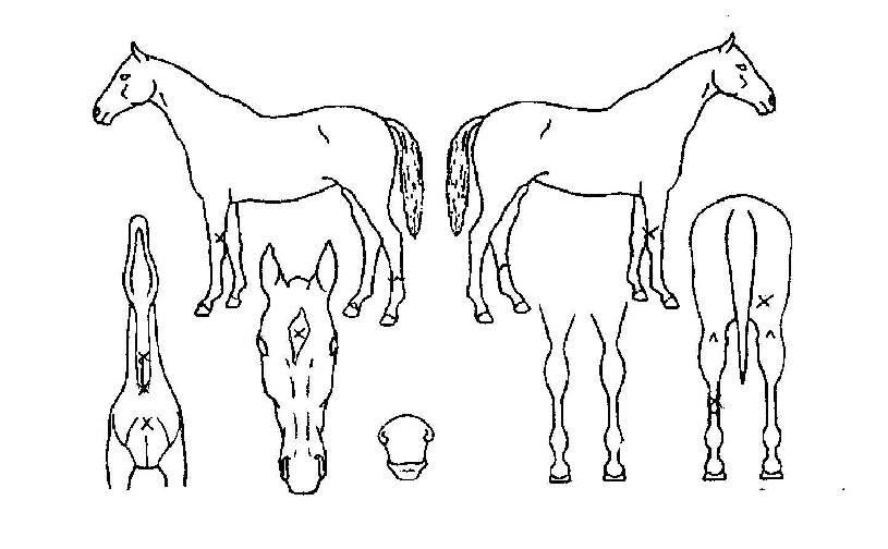 ¸Ê½ÃÀÇ Ãø¸é,¿ì¸é,µÞ¸é,µÎ»ó,´Ù¸®ÀÇ Æ¯Â¡µµÇØ