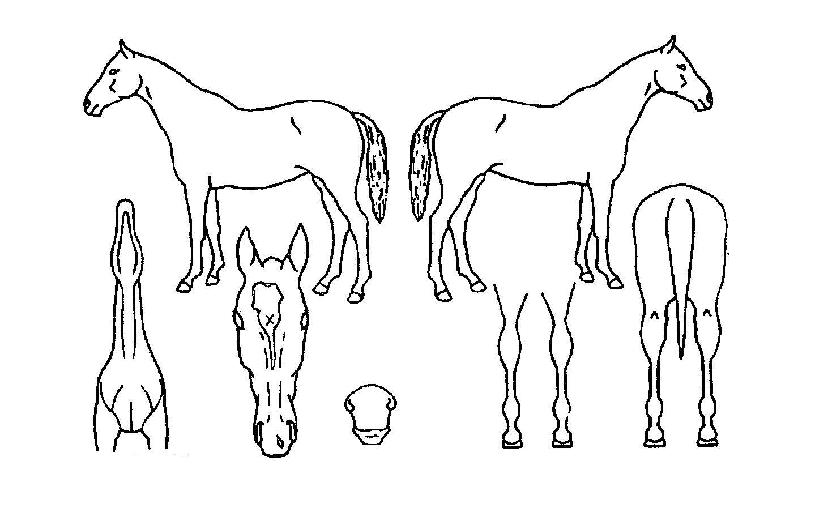 ¿À¼¶À¯Ä¹ÀÇ Ãø¸é,¿ì¸é,µÞ¸é,µÎ»ó,´Ù¸®ÀÇ Æ¯Â¡µµÇØ