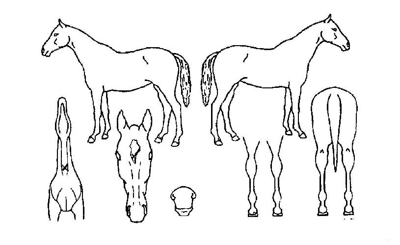 ���������� ����,���,�޸�,�λ�,�ٸ��� Ư¡����