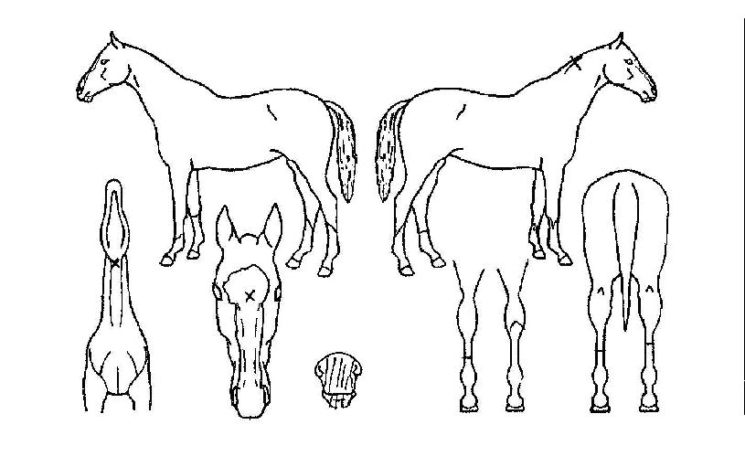 Å©·Î½º¿À¹öÀÇ Ãø¸é,¿ì¸é,µÞ¸é,µÎ»ó,´Ù¸®ÀÇ Æ¯Â¡µµÇØ