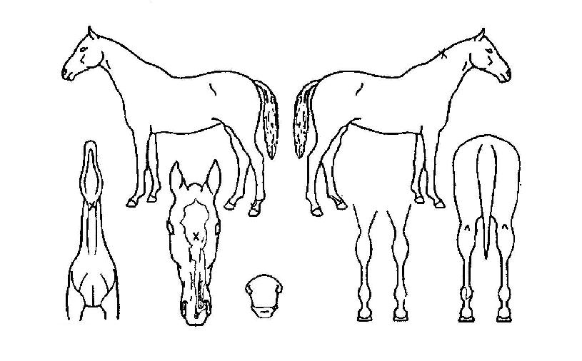 �������ƽǵ��� ����,���,�޸�,�λ�,�ٸ��� Ư¡����