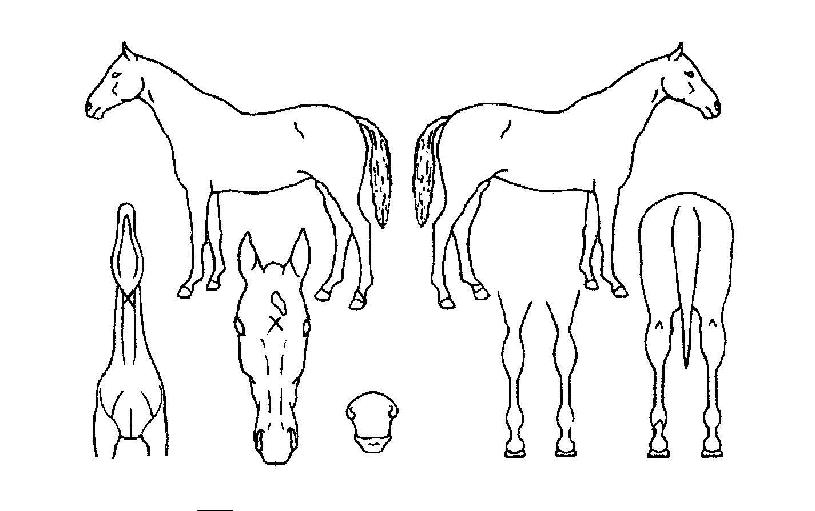 �ƽ����� ����,���,�޸�,�λ�,�ٸ��� Ư¡����