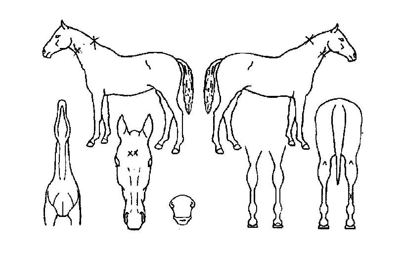 �������̷��� ����,���,�޸�,�λ�,�ٸ��� Ư¡����