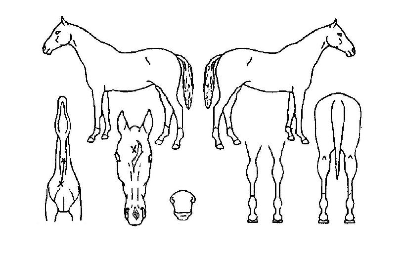 ���������� ����,���,�޸�,�λ�,�ٸ��� Ư¡����