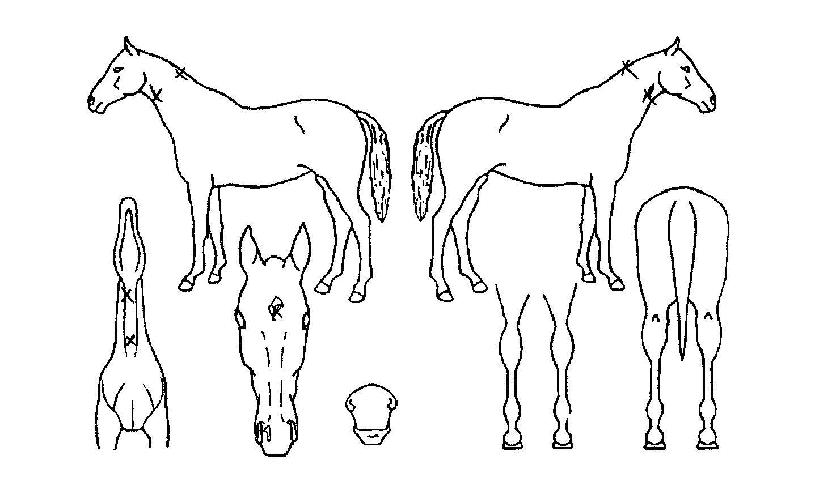 �����̾����� ����,���,�޸�,�λ�,�ٸ��� Ư¡����