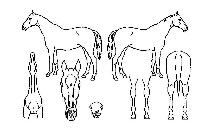 ½ºÀ§Æ®ºñÇàÀÇ Ãø¸é,¿ì¸é,µÞ¸é,µÎ»ó,´Ù¸®ÀÇ Æ¯Â¡µµÇØ