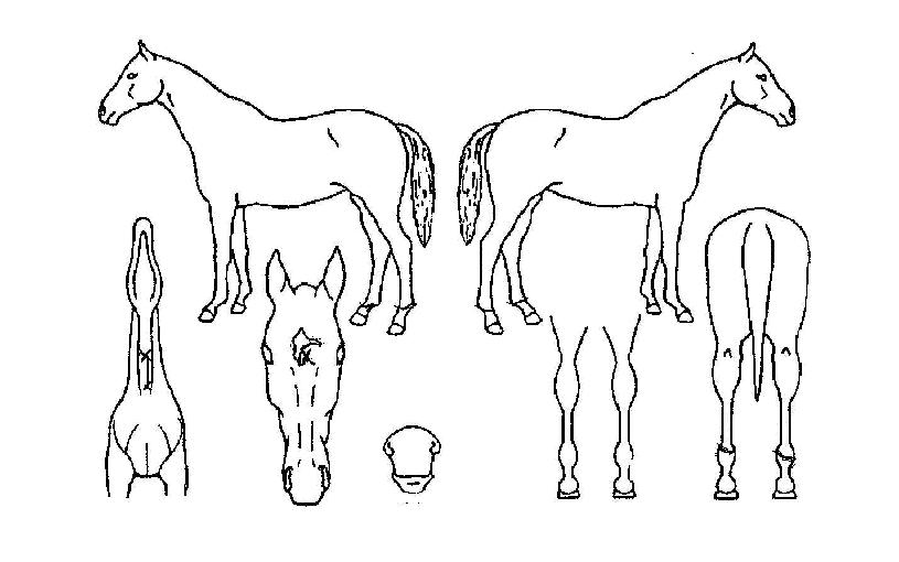 ���������� ����,���,�޸�,�λ�,�ٸ��� Ư¡����