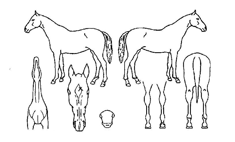 õ��ô��� ����,���,�޸�,�λ�,�ٸ��� Ư¡����