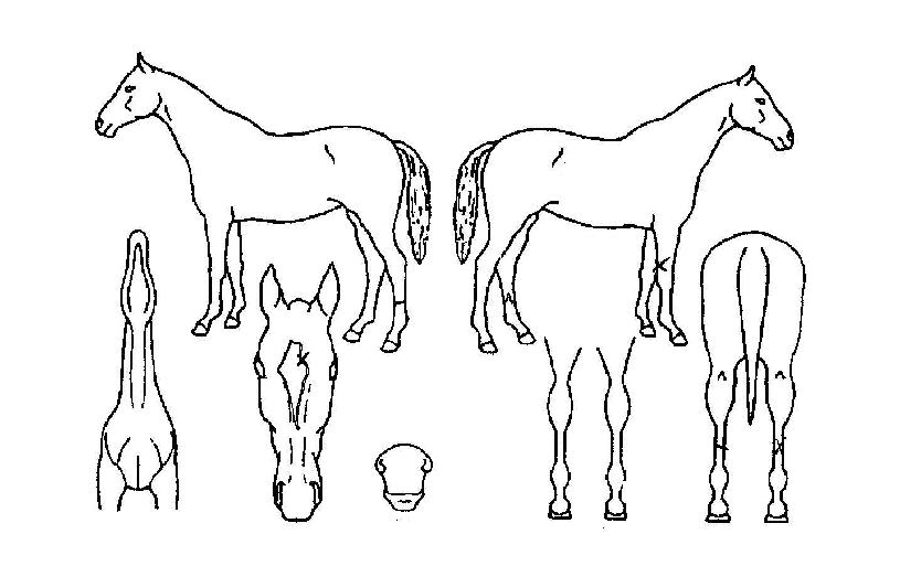 ³×¹ö·çÁîÀÇ Ãø¸é,¿ì¸é,µÞ¸é,µÎ»ó,´Ù¸®ÀÇ Æ¯Â¡µµÇØ