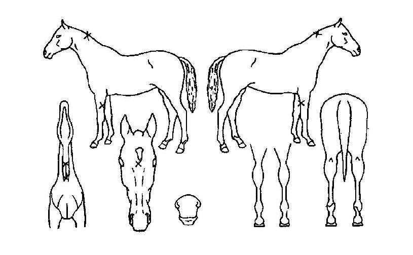 �������� ����,���,�޸�,�λ�,�ٸ��� Ư¡����