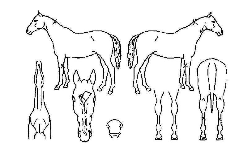 ���������� ����,���,�޸�,�λ�,�ٸ��� Ư¡����