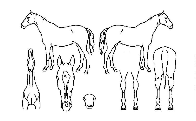 ´ë½Ìµð¹ÙÀÇ Ãø¸é,¿ì¸é,µÞ¸é,µÎ»ó,´Ù¸®ÀÇ Æ¯Â¡µµÇØ