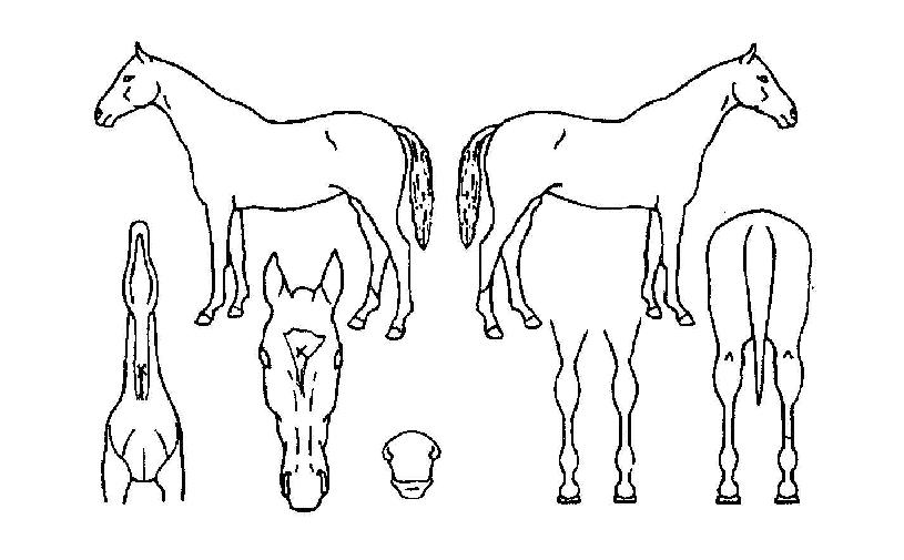 ������Ƽ�� ����,���,�޸�,�λ�,�ٸ��� Ư¡����