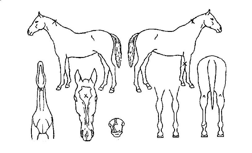 Àü¼³ÀǽÉÀåÀÇ Ãø¸é,¿ì¸é,µÞ¸é,µÎ»ó,´Ù¸®ÀÇ Æ¯Â¡µµÇØ