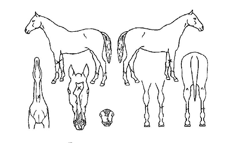 ÃֽŹ«ÀûÀÇ Ãø¸é,¿ì¸é,µÞ¸é,µÎ»ó,´Ù¸®ÀÇ Æ¯Â¡µµÇØ