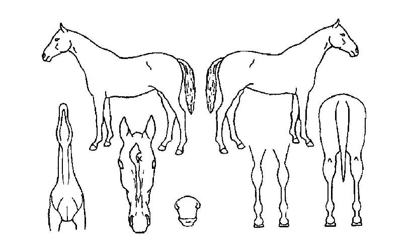 �߹������ ����,���,�޸�,�λ�,�ٸ��� Ư¡����