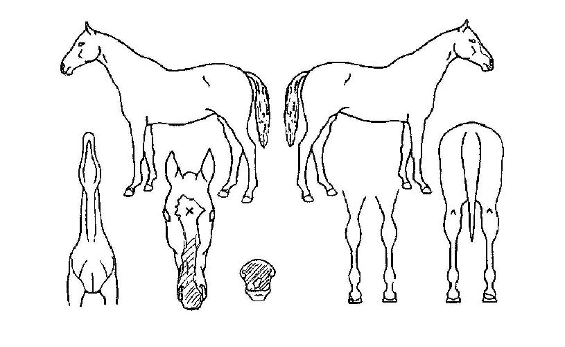 �������� ����,���,�޸�,�λ�,�ٸ��� Ư¡����