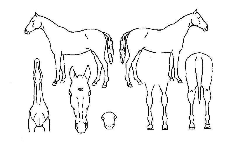 ºñ¿¬ÀûÈÄÀÇ Ãø¸é,¿ì¸é,µÞ¸é,µÎ»ó,´Ù¸®ÀÇ Æ¯Â¡µµÇØ