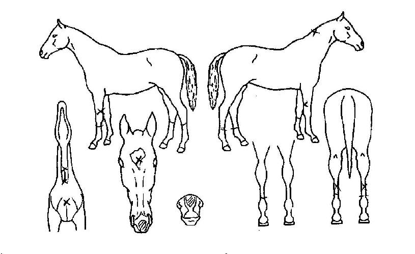 ±×·Îºê·¹À̵ðÀÚ¸¶ÀÇ Ãø¸é,¿ì¸é,µÞ¸é,µÎ»ó,´Ù¸®ÀÇ Æ¯Â¡µµÇØ