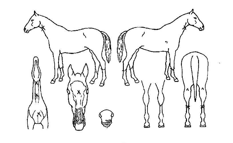 õ»óÀ¯ÀÏÀÇ Ãø¸é,¿ì¸é,µÞ¸é,µÎ»ó,´Ù¸®ÀÇ Æ¯Â¡µµÇØ