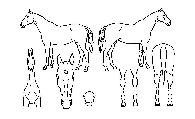 ¸Þ·ç»þÀÎÀÇ Ãø¸é,¿ì¸é,µÞ¸é,µÎ»ó,´Ù¸®ÀÇ Æ¯Â¡µµÇØ