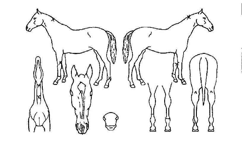 ¿¬½ÂÁ¦ÆÐÀÇ Ãø¸é,¿ì¸é,µÞ¸é,µÎ»ó,´Ù¸®ÀÇ Æ¯Â¡µµÇØ