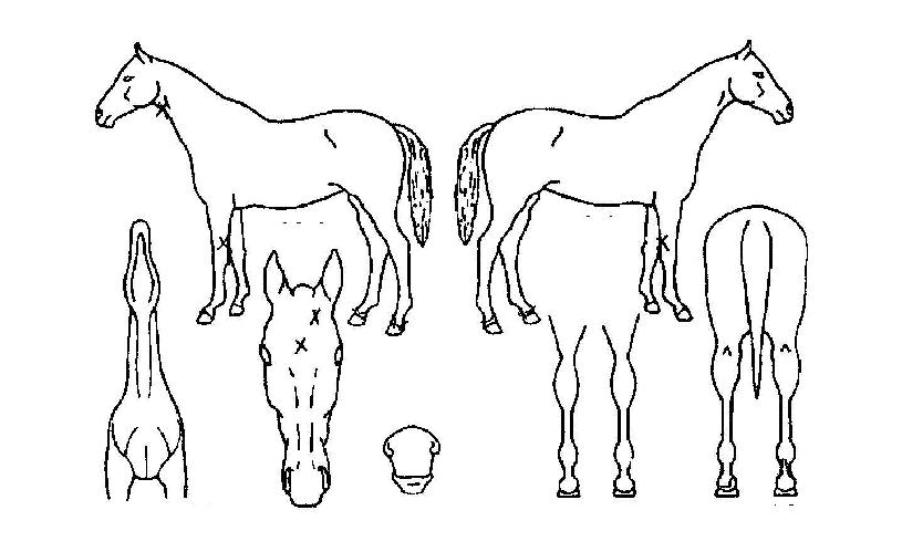 Á¶±¤ÀÇ Ãø¸é,¿ì¸é,µÞ¸é,µÎ»ó,´Ù¸®ÀÇ Æ¯Â¡µµÇØ