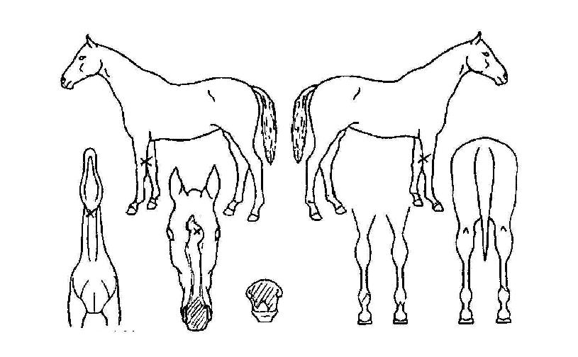 ÆÇŸ½ºÆ½ÀçÁîÀÇ Ãø¸é,¿ì¸é,µÞ¸é,µÎ»ó,´Ù¸®ÀÇ Æ¯Â¡µµÇØ