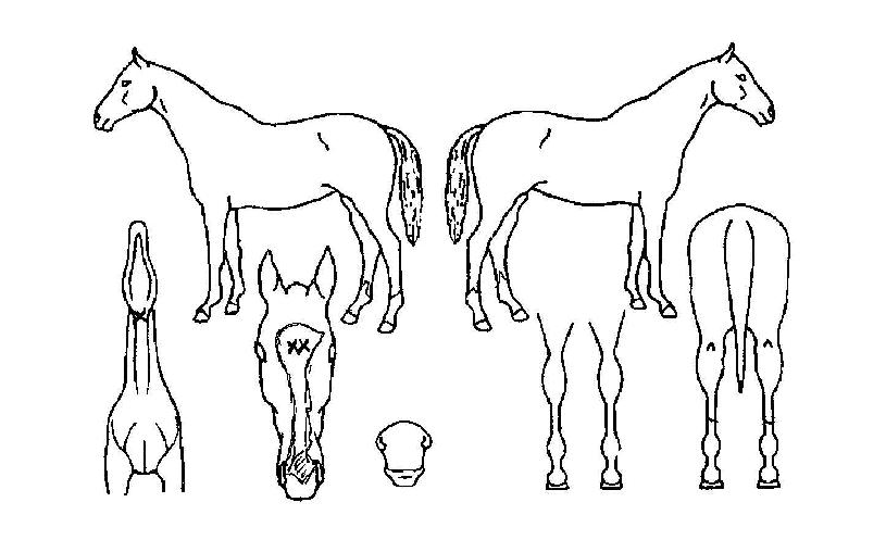 �������� ����,���,�޸�,�λ�,�ٸ��� Ư¡����