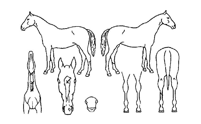 ¾Æ¸»¸®¾Æ¹ÙƼ½ºÅ¸ÀÚ¸¶ÀÇ Ãø¸é,¿ì¸é,µÞ¸é,µÎ»ó,´Ù¸®ÀÇ Æ¯Â¡µµÇØ