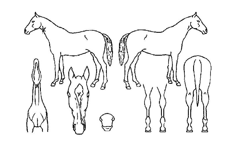 ¾ËÆÄÇ÷¯½ºÀÇ Ãø¸é,¿ì¸é,µÞ¸é,µÎ»ó,´Ù¸®ÀÇ Æ¯Â¡µµÇØ