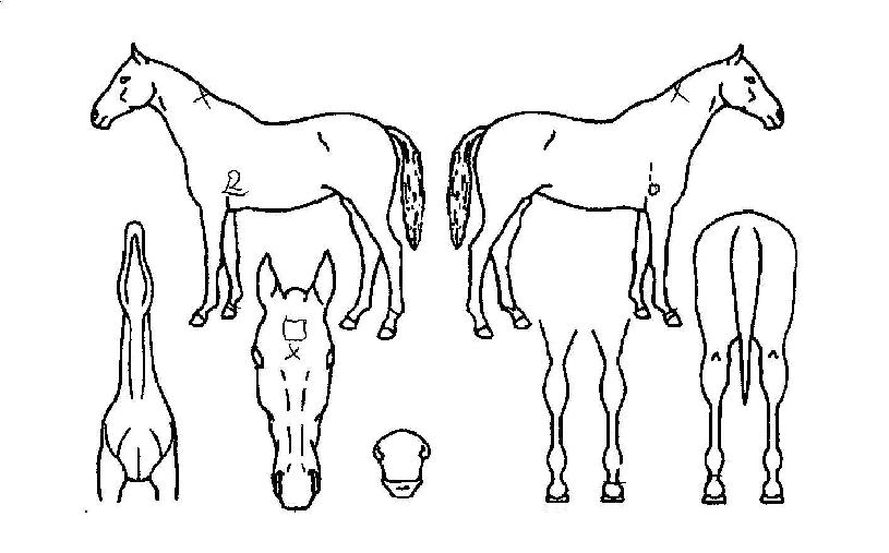 °¨µ¿½Ã´ëÀÇ Ãø¸é,¿ì¸é,µÞ¸é,µÎ»ó,´Ù¸®ÀÇ Æ¯Â¡µµÇØ