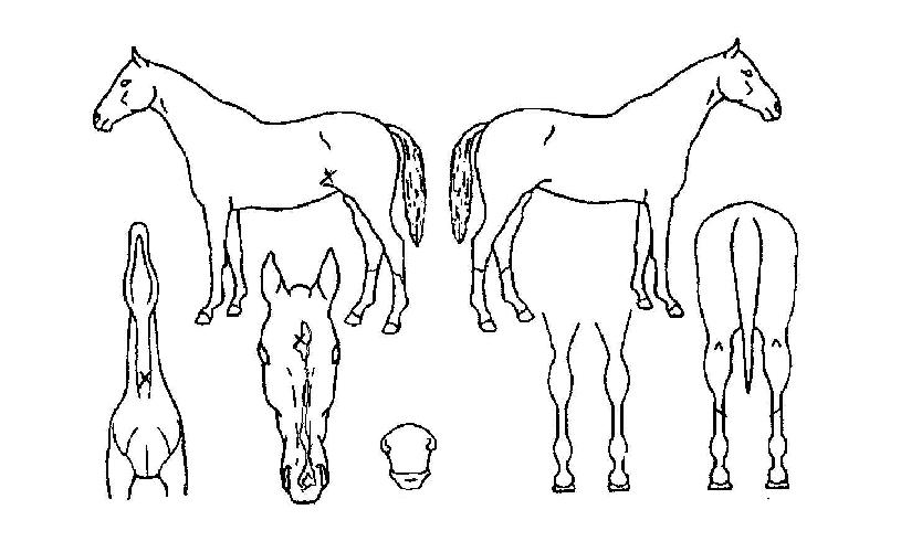 û¿îÁöÁöÀÇ Ãø¸é,¿ì¸é,µÞ¸é,µÎ»ó,´Ù¸®ÀÇ Æ¯Â¡µµÇØ