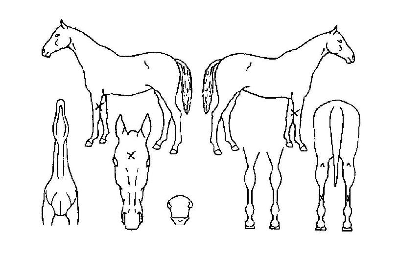 ����ī���ڸ��� ����,���,�޸�,�λ�,�ٸ��� Ư¡����