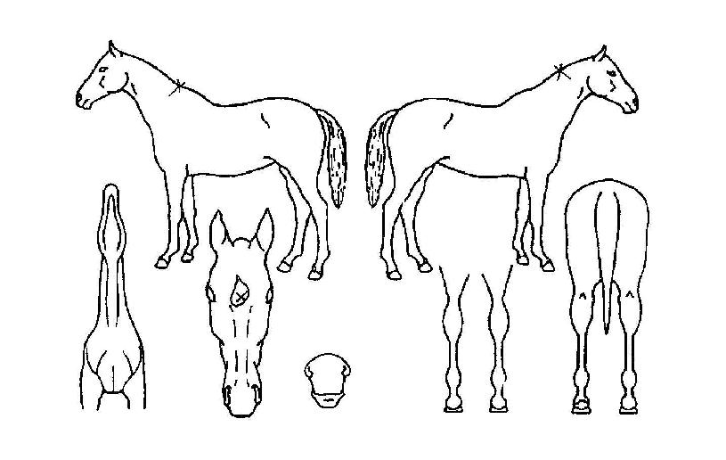 ����������ڸ��� ����,���,�޸�,�λ�,�ٸ��� Ư¡����