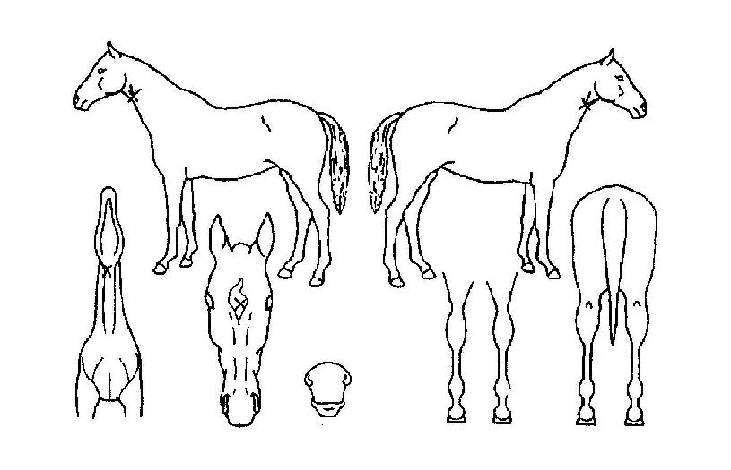 �������� ����,���,�޸�,�λ�,�ٸ��� Ư¡����