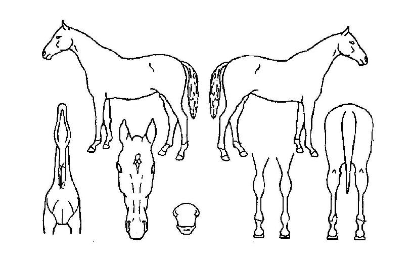 ¿ë°ÀÇ Ãø¸é,¿ì¸é,µÞ¸é,µÎ»ó,´Ù¸®ÀÇ Æ¯Â¡µµÇØ